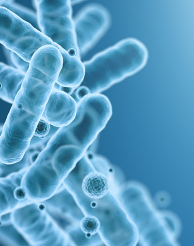 大肠杆菌表达系统