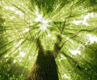 规模化商业化 生物基材料如何助力PEF迈向绿色未来